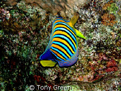This amazing fish i think its a Emperor great against the... by Tony Green 